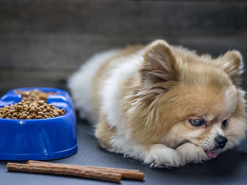 CBD-help-improve-the-loss-of-appetite-for-my-dog